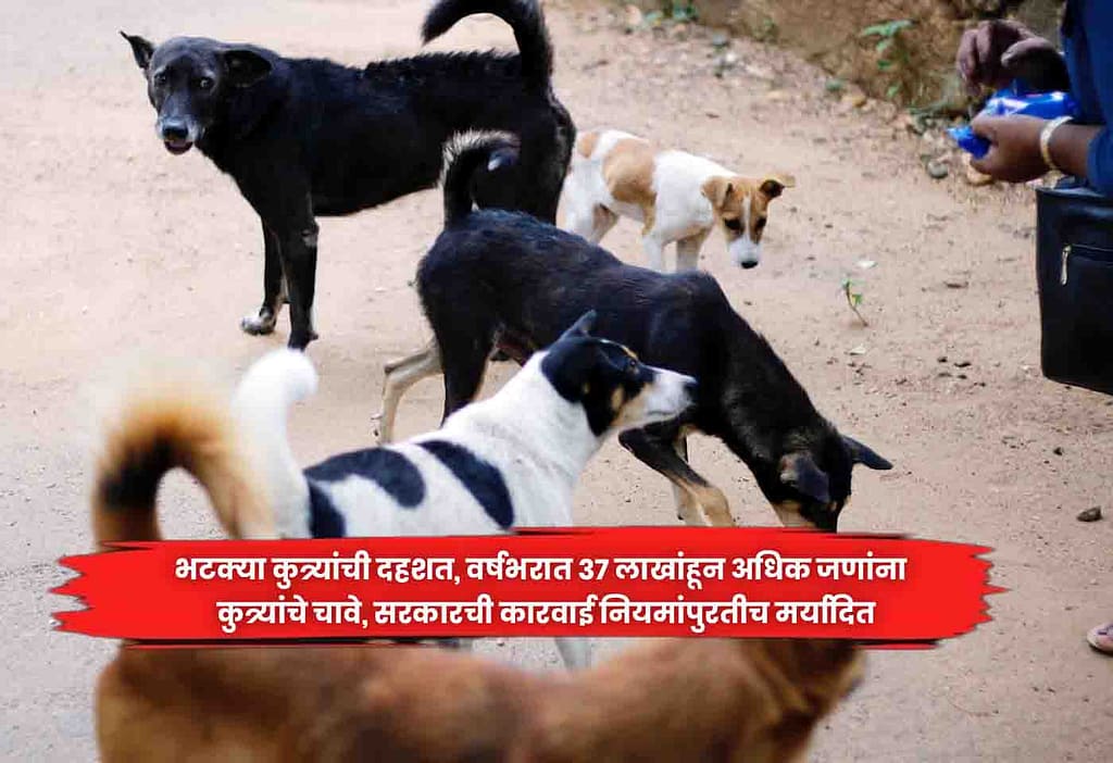 stray dogs